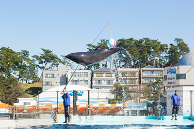 越前松島水族館